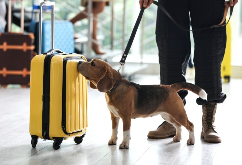 dog sniffing the bag on airport