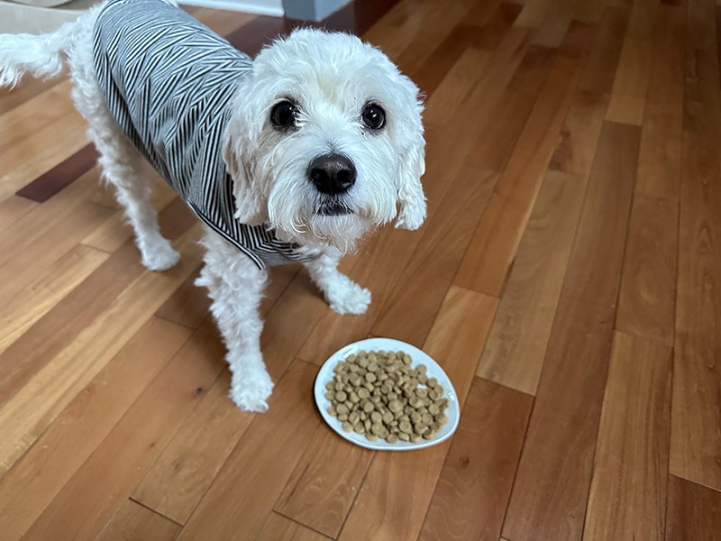 dog standing next to the honest kitchen dog food