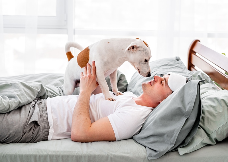 dog standing on a man's chest in bed