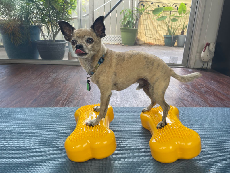dog standing on fitpaws mini k9fitbone balance training platforms