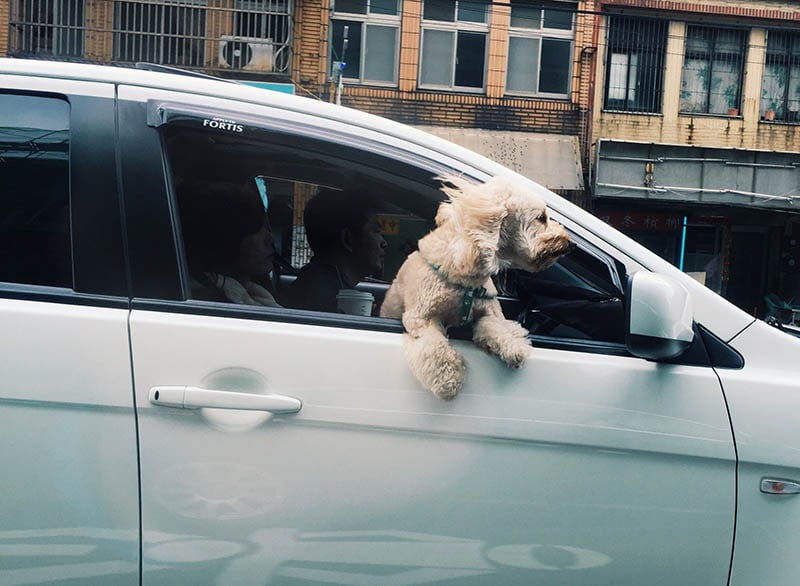 dog sticking his head out of the car window