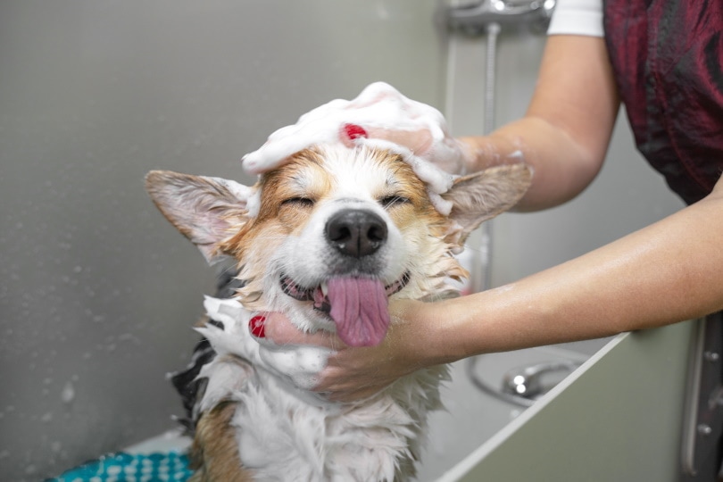 Is Dawn Dish Soap Safe for Dogs?