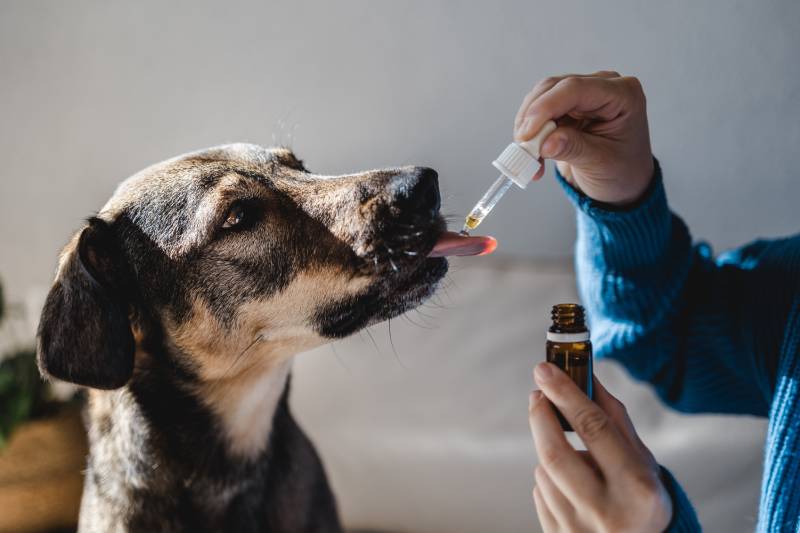 dog taking cbd hemp oil