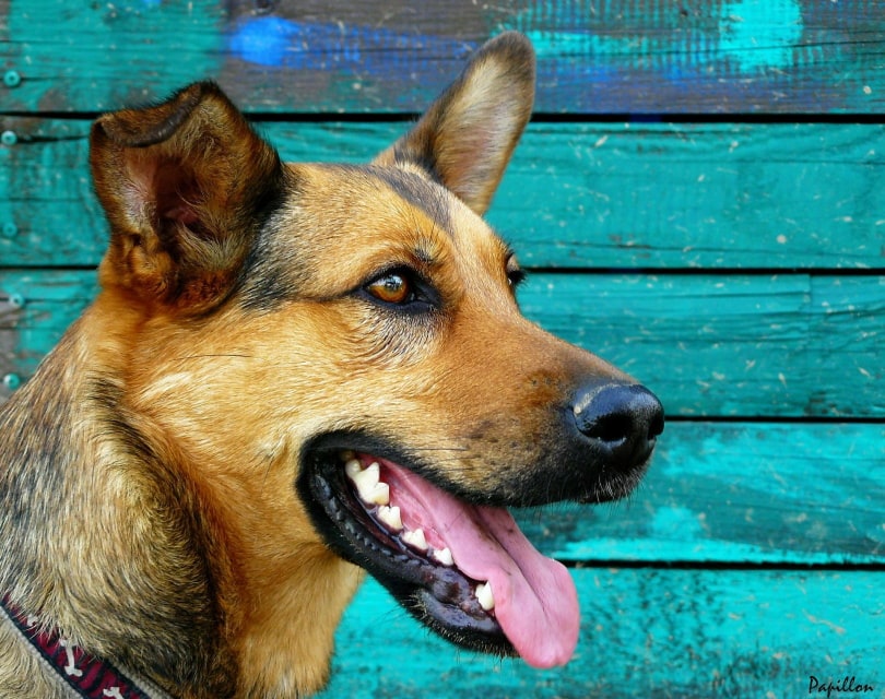 dog teeth_Pixabay