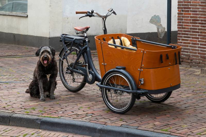 dog tied to a bicycle trailer quietly waits for his owner to return