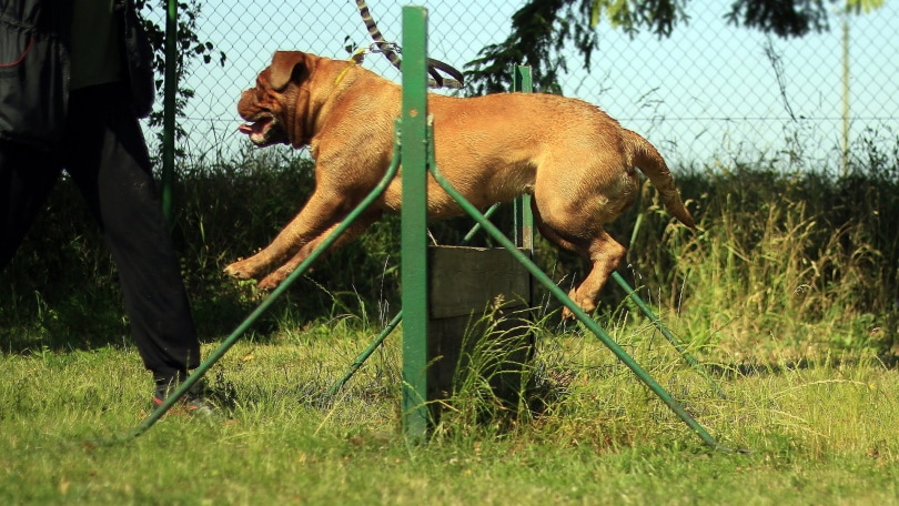 dog training outdoor_Piqsels