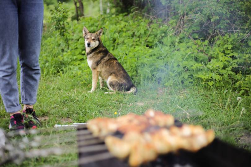 dog watching on grilled meat from a distance