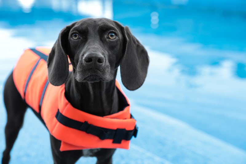 dog wearing a life vest at the swimming pool