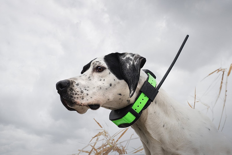 The 8 Best Dog Training Collars of 2024