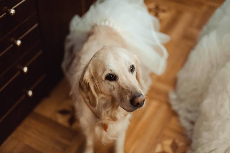 dog wearing a wedding dress