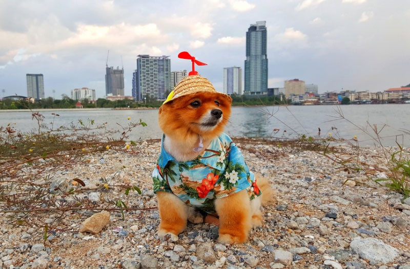 dog wearing hawaiian shirt by the sea