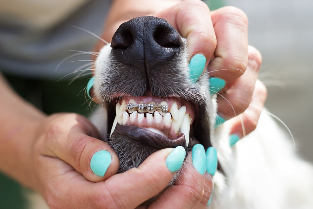 Dog's,Teeth,Braces