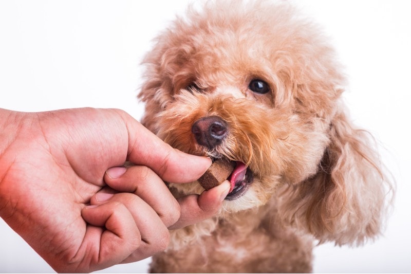 A dog about to eat a chew to protect and treat from heartworm disease