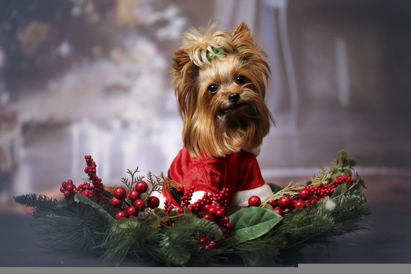 dog with christmas costume