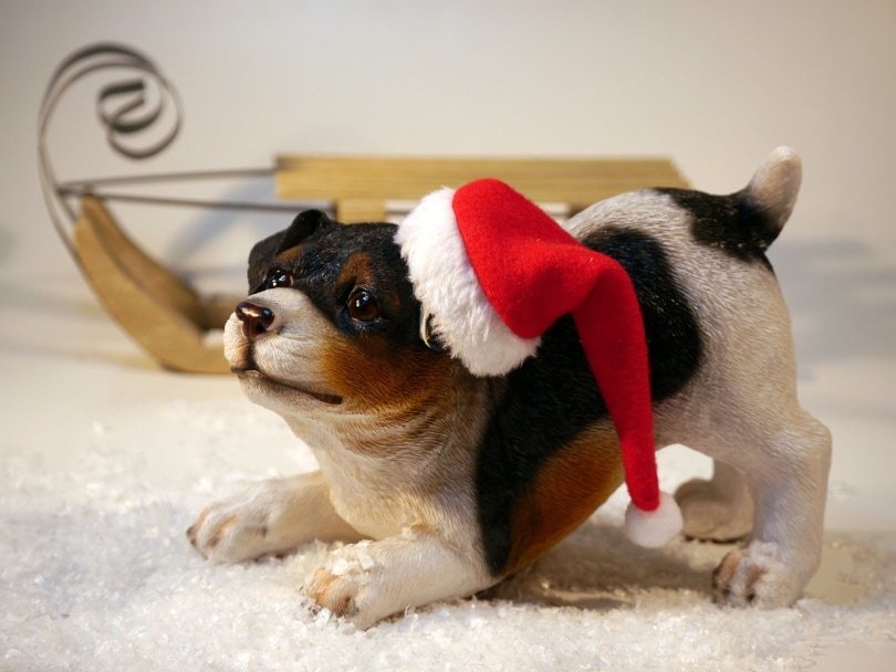 dog with christmas costume