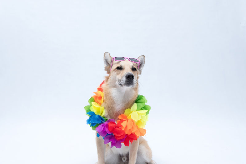dog with hawaiian flower necklace and sunglasses
