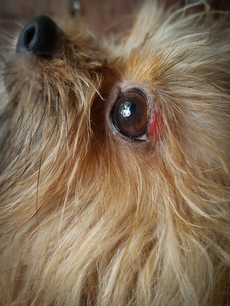 dog-with-injured-eye