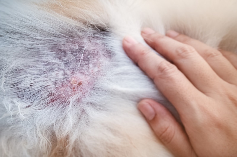 dog with skin infection