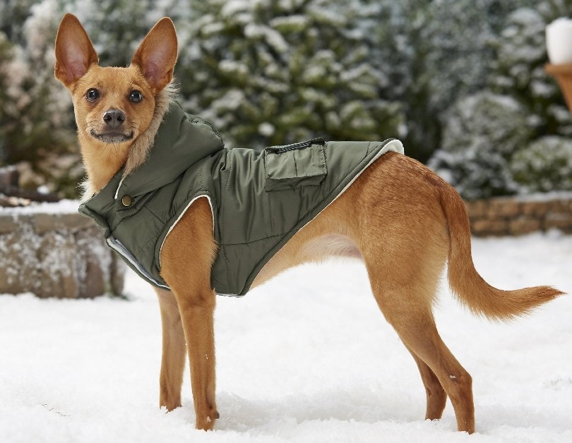dog with winter jacket standing on snow