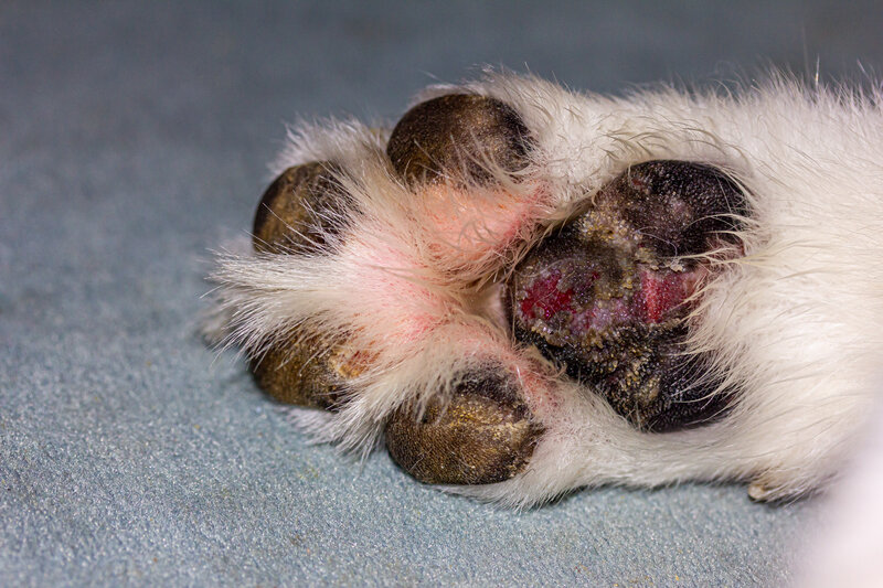 What to Do If Your Dog's Paw is Bleeding in Greensboro, NC