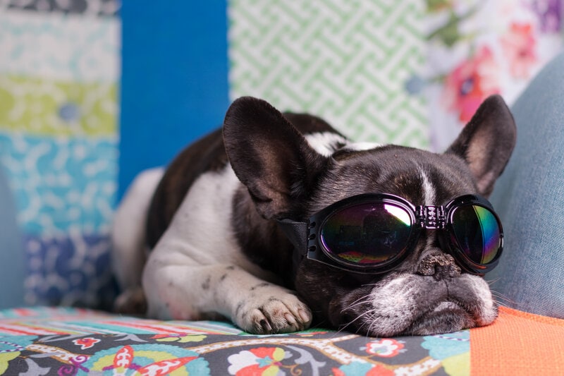 French Bulldog with goggles