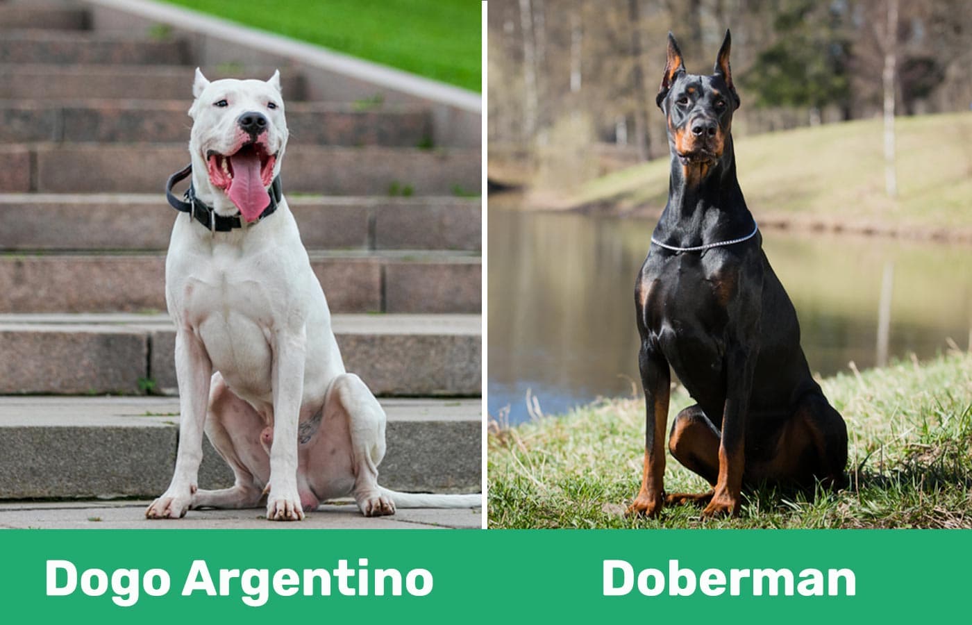 dogo argentino vs doberman visual differences