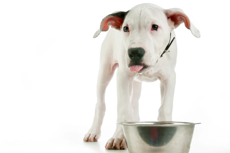 dogo argentino with a stainless bowl