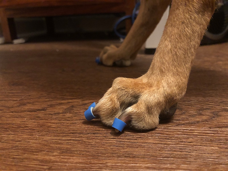 dog's back legs with toegrips
