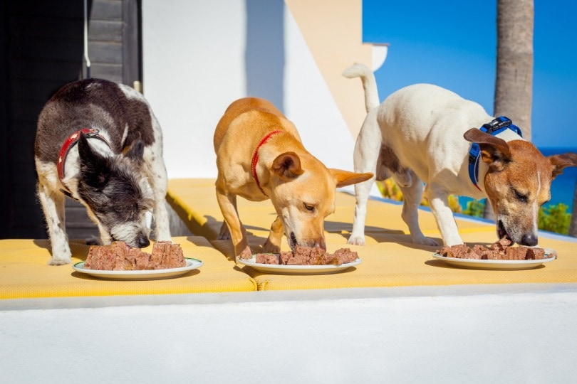dogs eating_Javier Brosch_Shutterstock