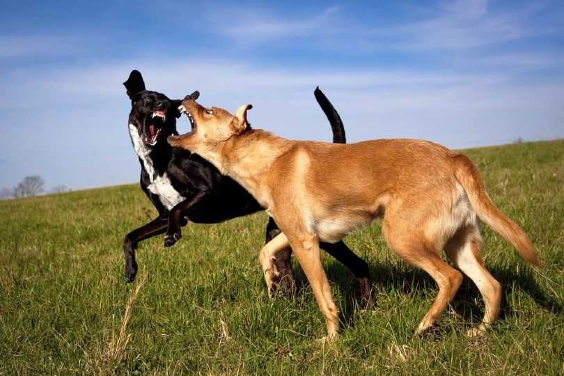 dogs fighting