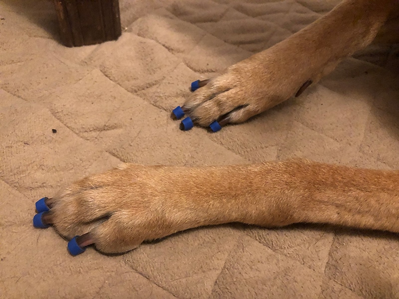 dogs' front legs with toegrips