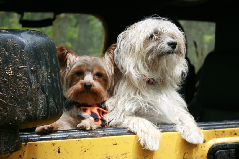 dogs in car_Christian LeBlanc_Pixabay
