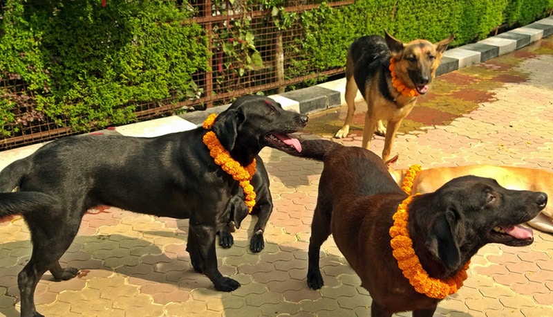 dogs wearing marigold flower garlands during Diwali festival