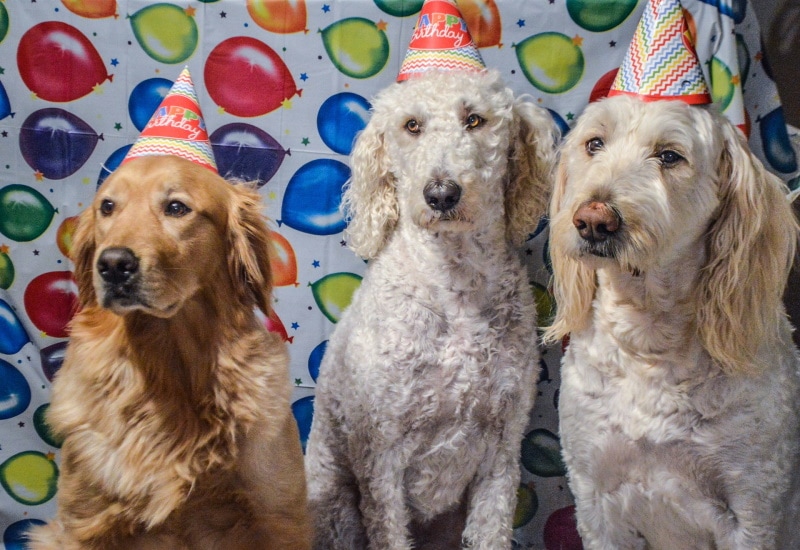 dogs wearing party hat
