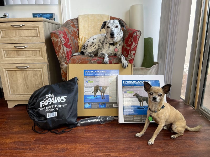dogs with fitpaws strength and balance training products