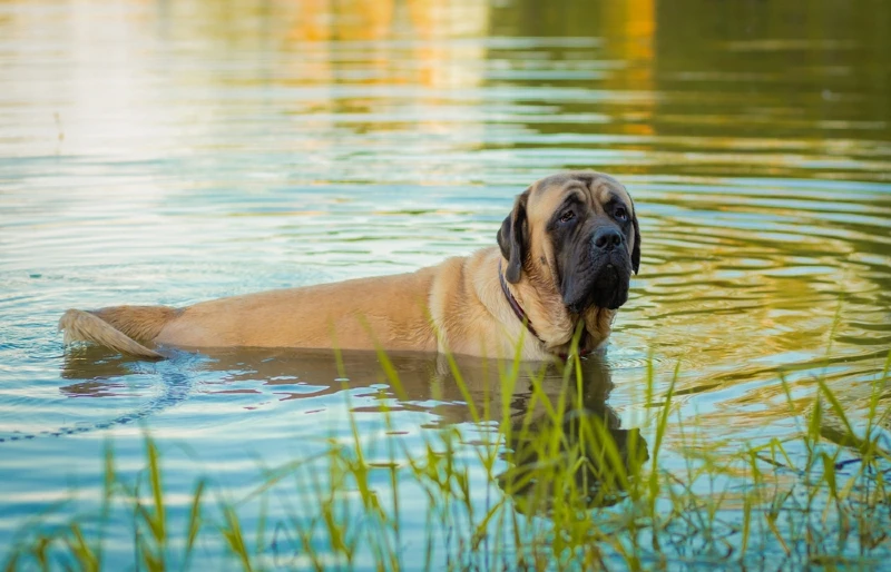 dogue de bordeaux dog swimming in water