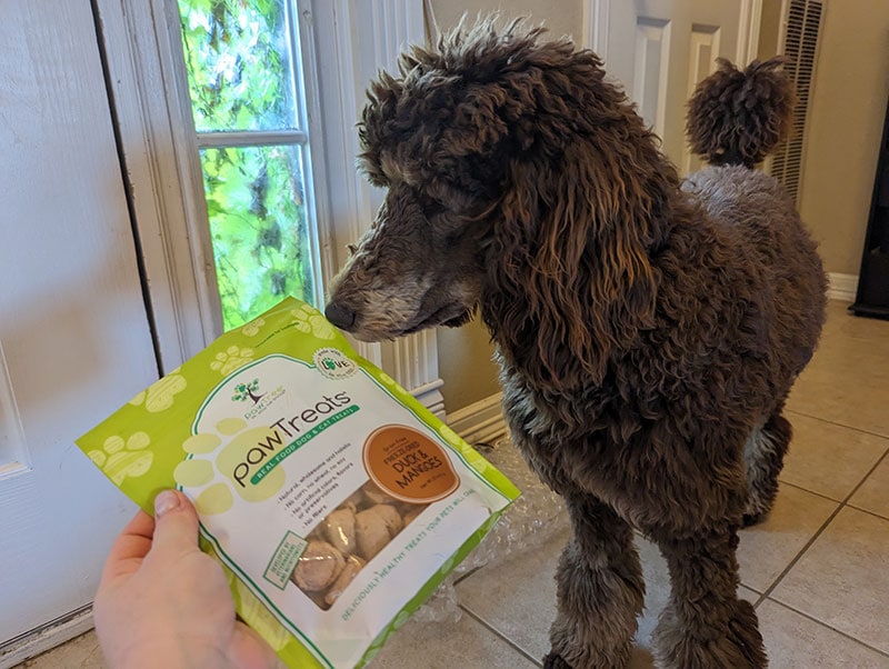 dolly sniffing the freeze-dried treats from pawtree