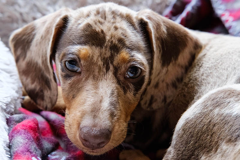 Double dapple dachshund puppy in bed