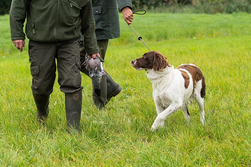 drenste patrijshond dog with hunters