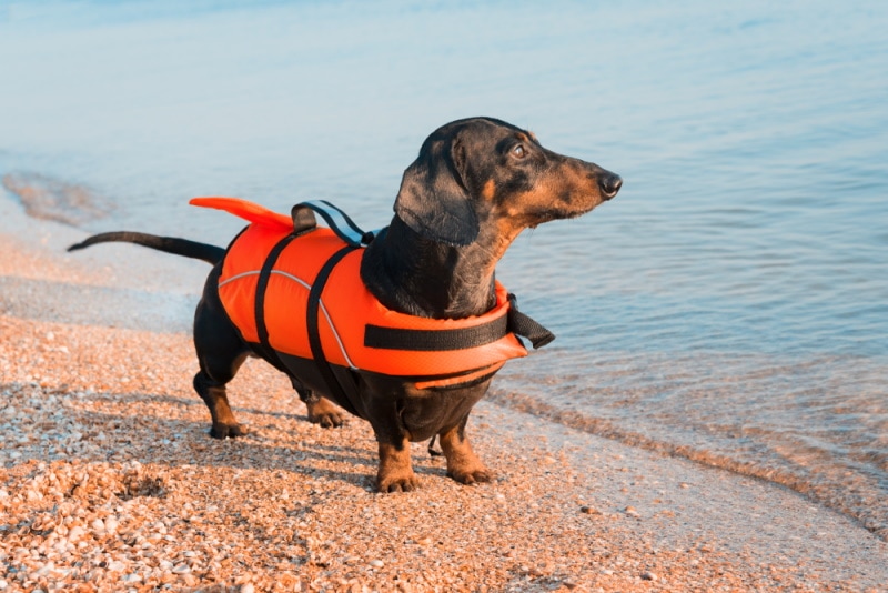duchshund dog wearing life jacket