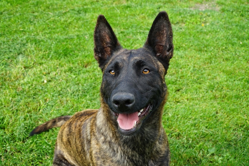 dutch-shepherd dog_mariuszopole_Pixabay