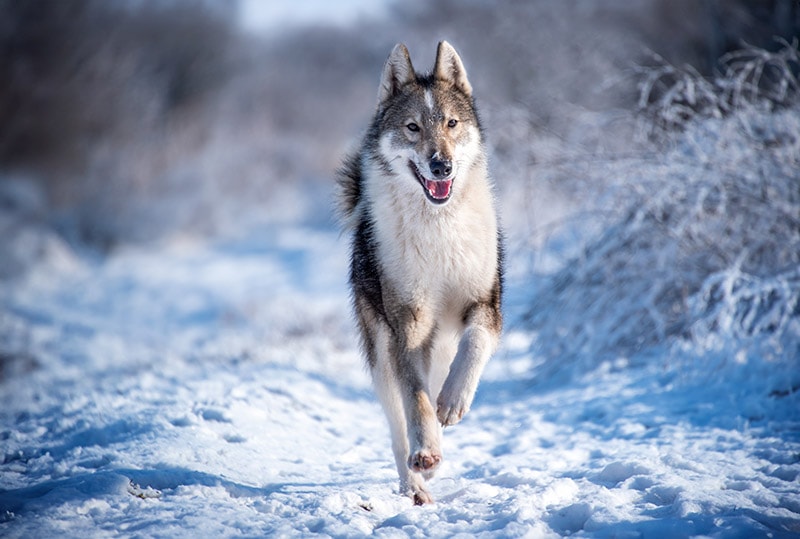 East Siberian Laika dog running in the snow