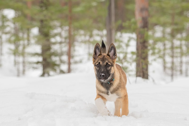 east Siberian Laika puppy walking in the snow