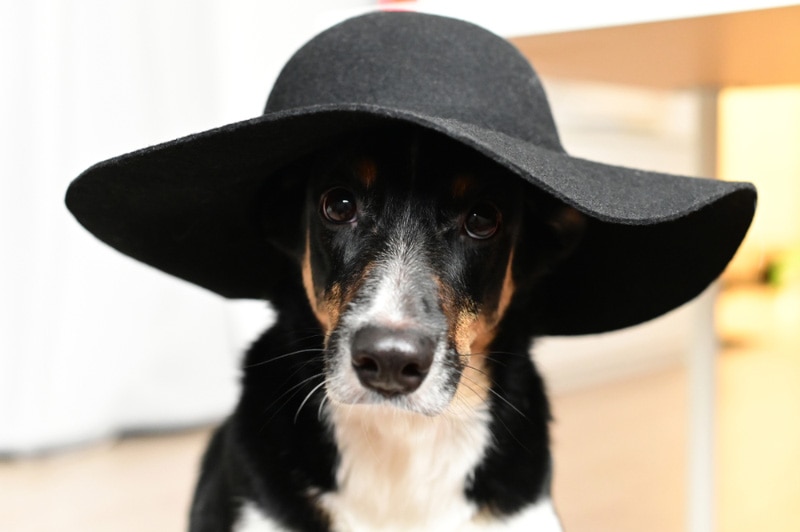 elegant dog in a black hat with a wide brim