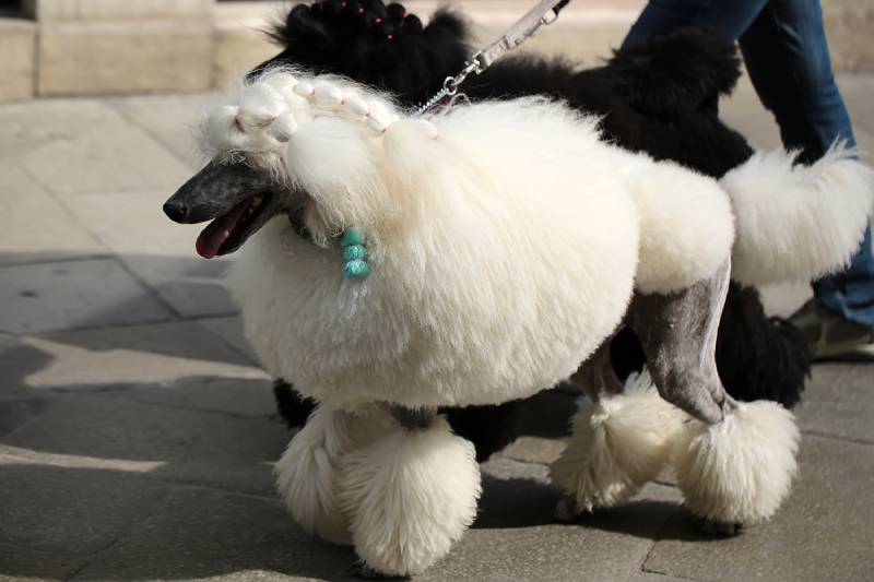 elegeant standard poodle with continental cut walking outdoors