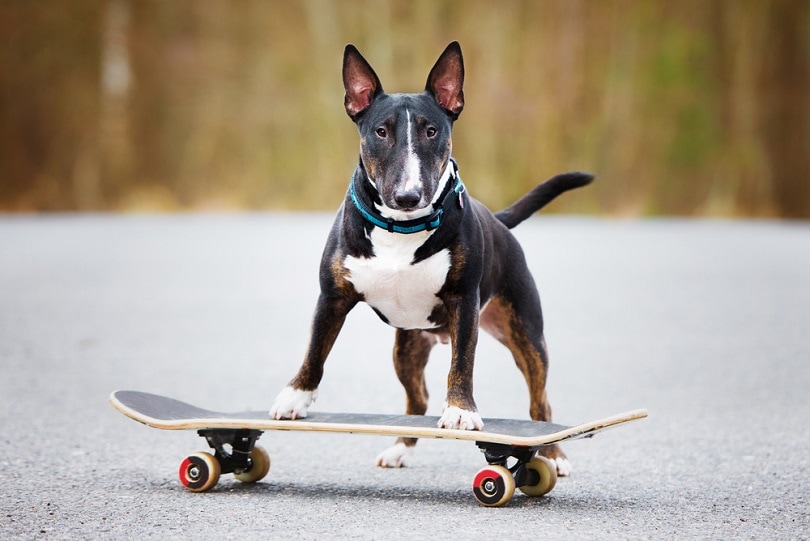english-bull-terrier-dog-on-a-skateboard-play_otsphoto_shutterstock