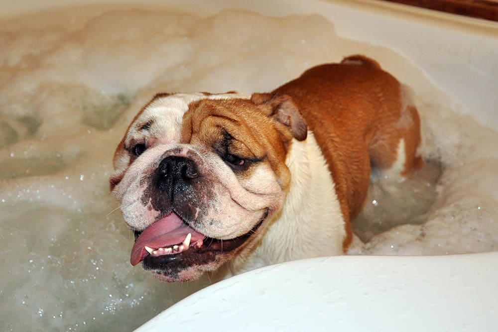 English bulldog having a bath