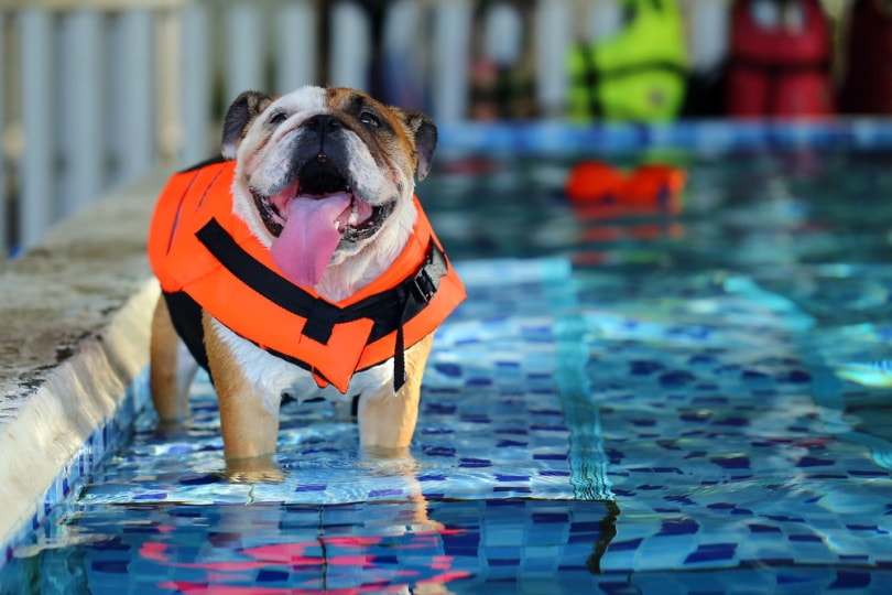 english bulldog wearing life vest