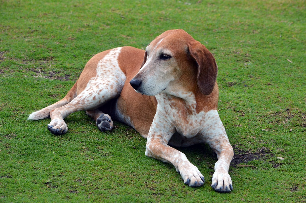 English Coonhound on the grass