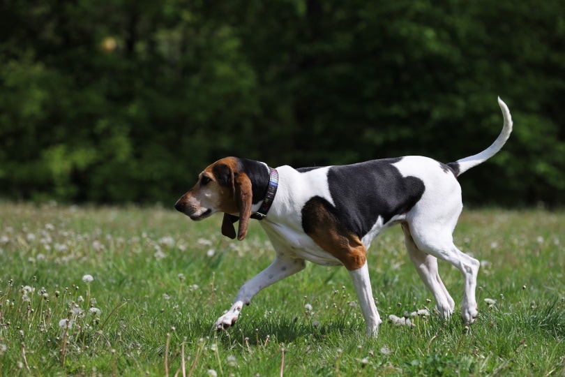 english foxhound dog_RobertArt_Shutterstock